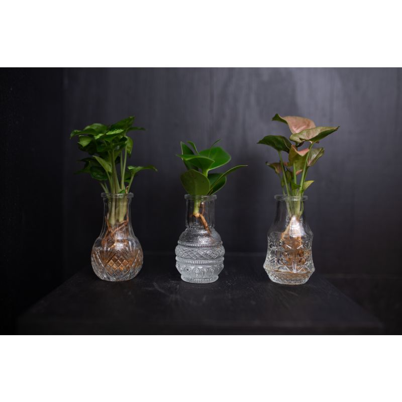 Siena Hydroponie Set 