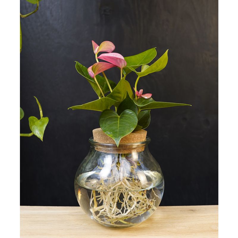 Anthurium Roze in bolglas 