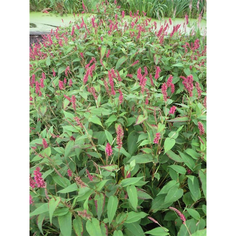 Persicaria amplex. 'Inverleith'