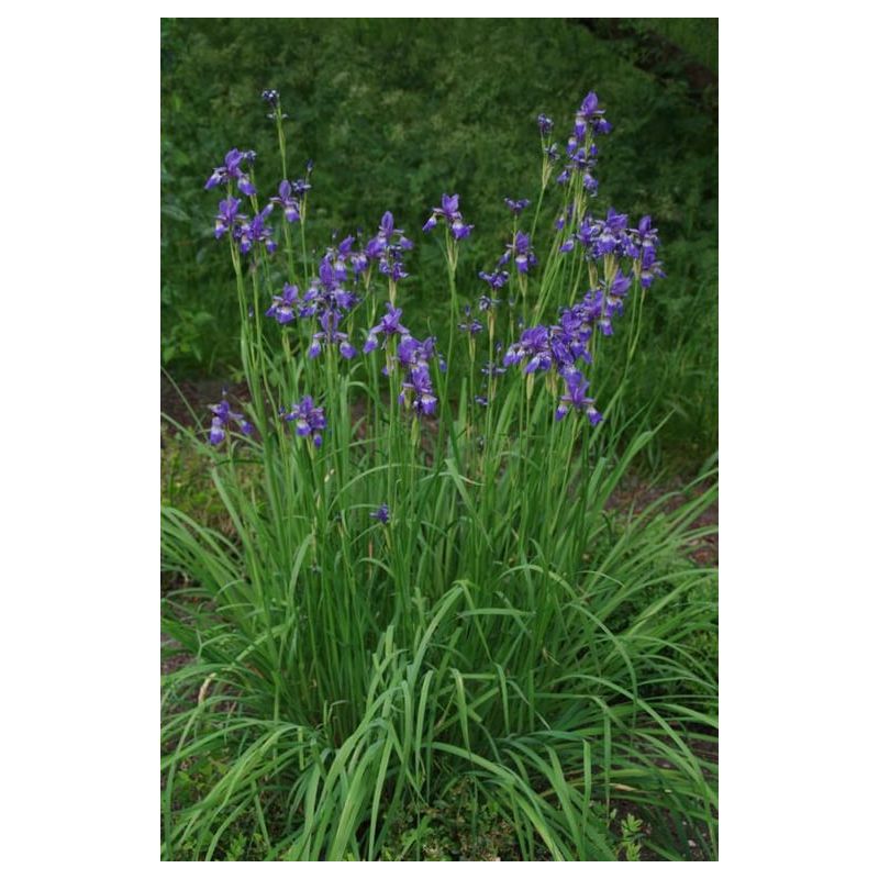 Iris Blue King