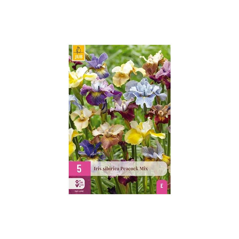 Iris Peacock Mix - 5 stuks