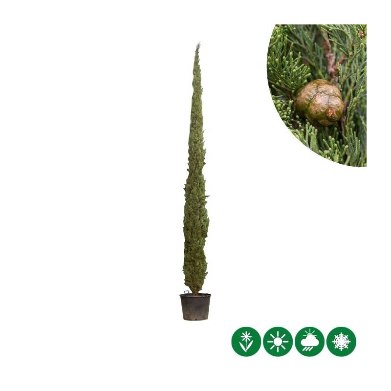Cupressus Pyramidalis