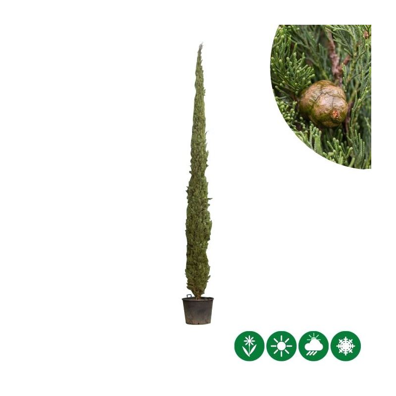 Cupressus Sempervirens Pyramidalis