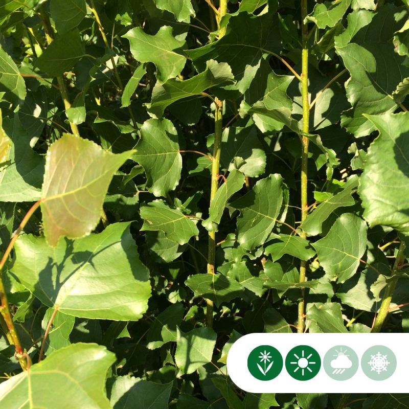 Populus Italica
