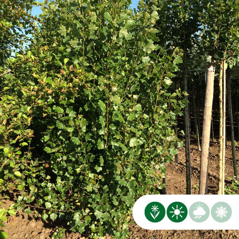 Populus Italica