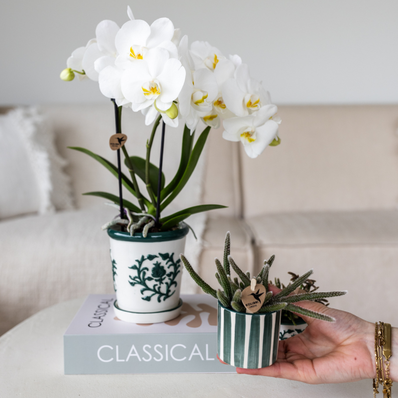 Planten duo in Ivory Elegance groen