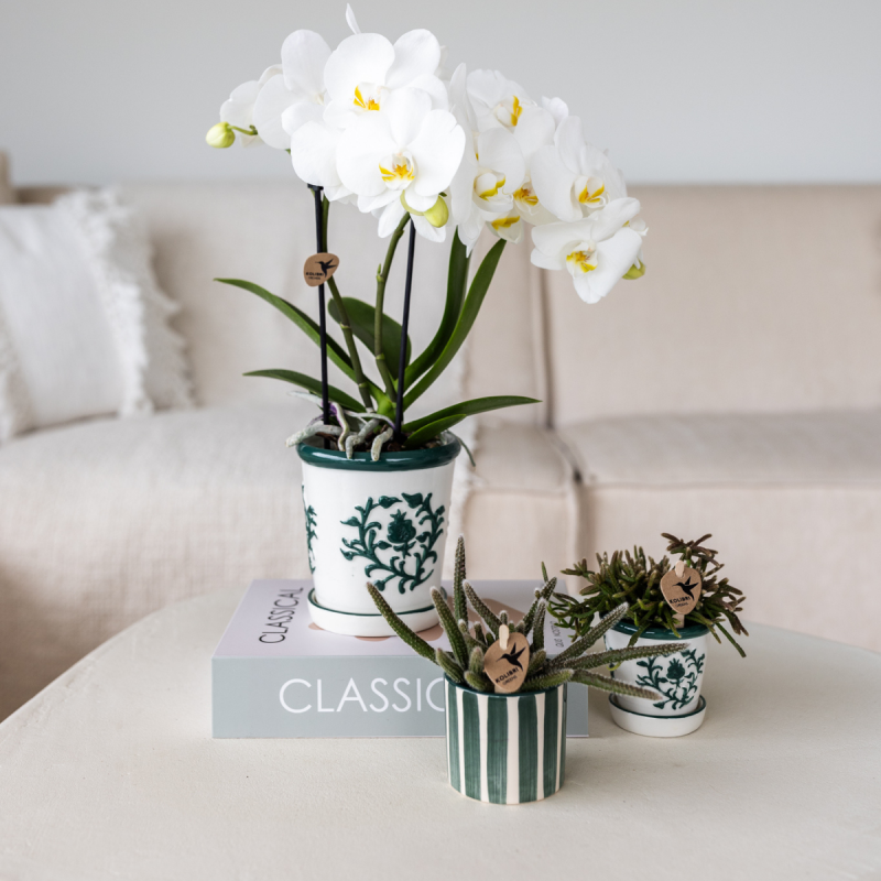 Orchidee in Ivory Elegance groen