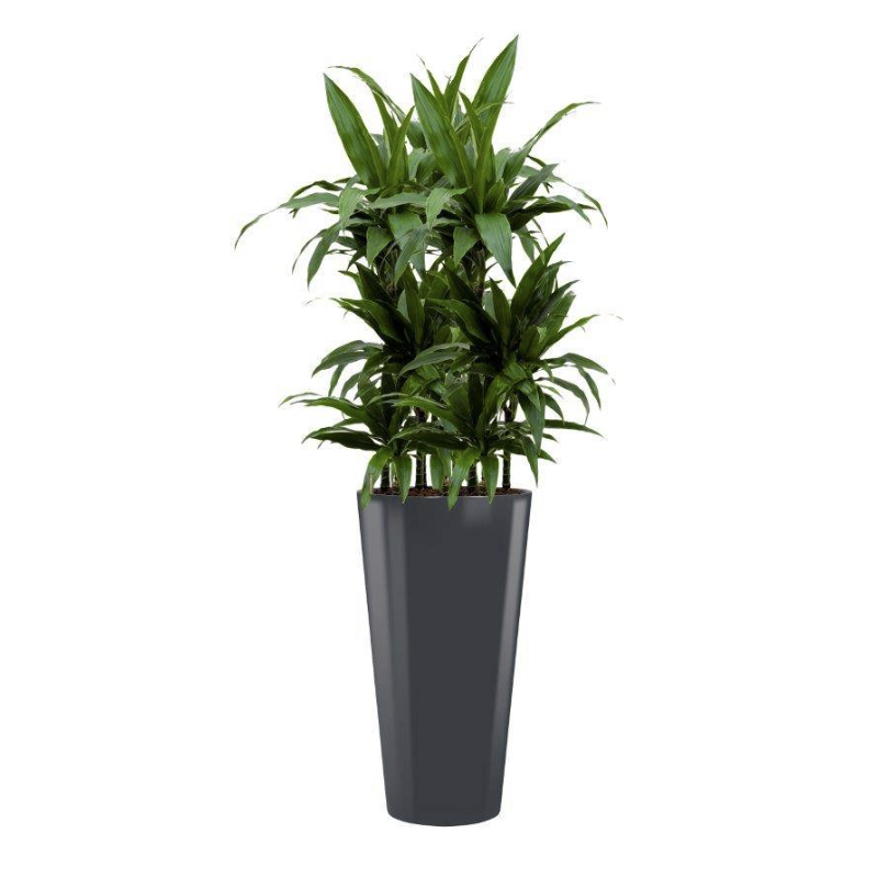 Dracaena Janet Craig in Runner rond antraciet