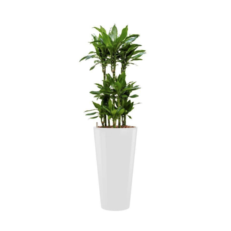 Dracaena Janet Lind hydrocultuur in Runner rond wit
