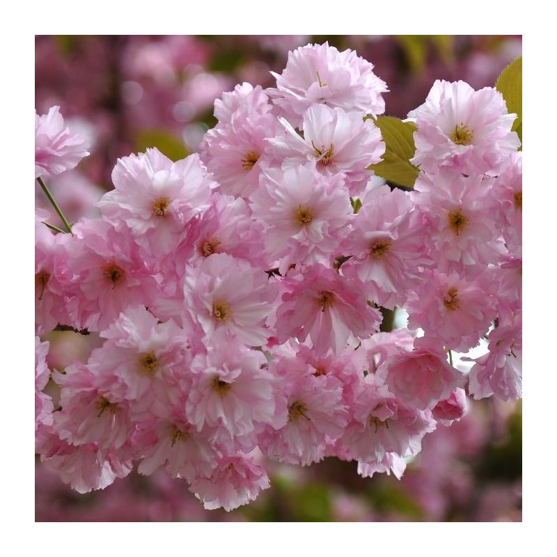 Prunus Kanzan