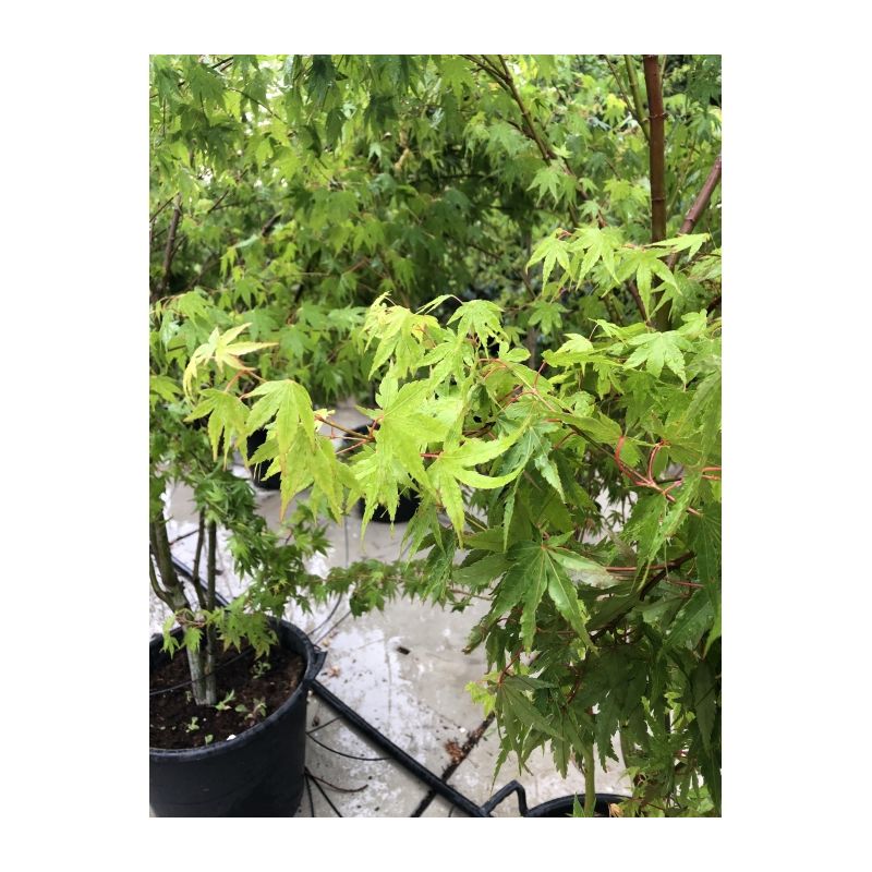 Acer palmatum - meerstammig