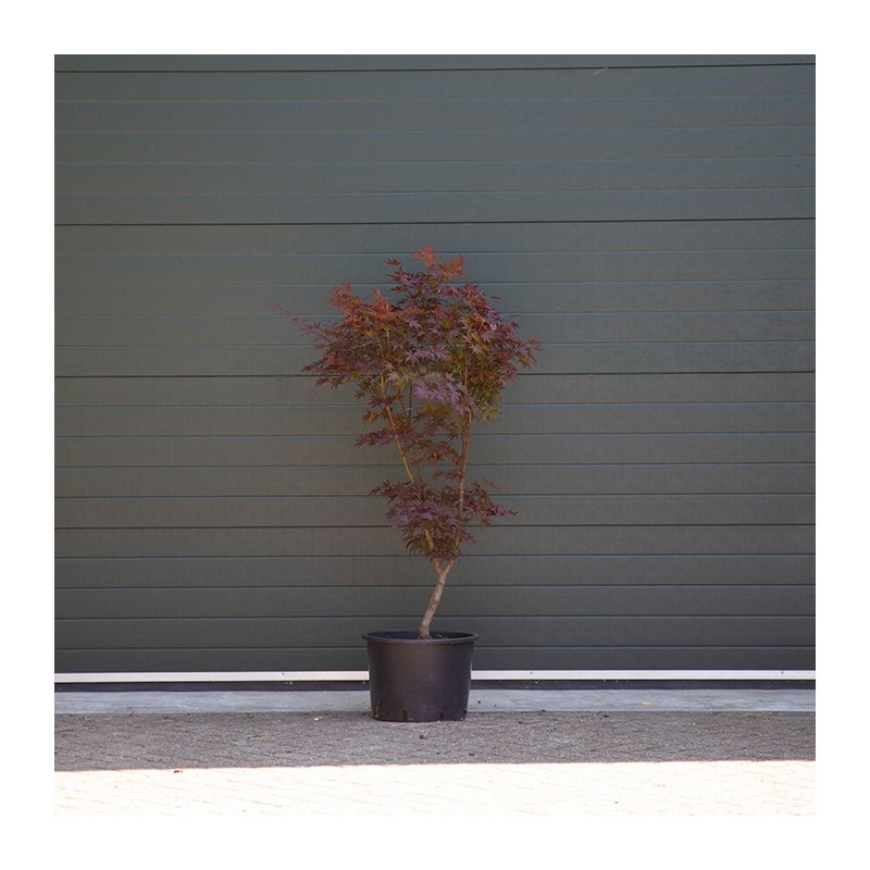 Acer Bloodgood