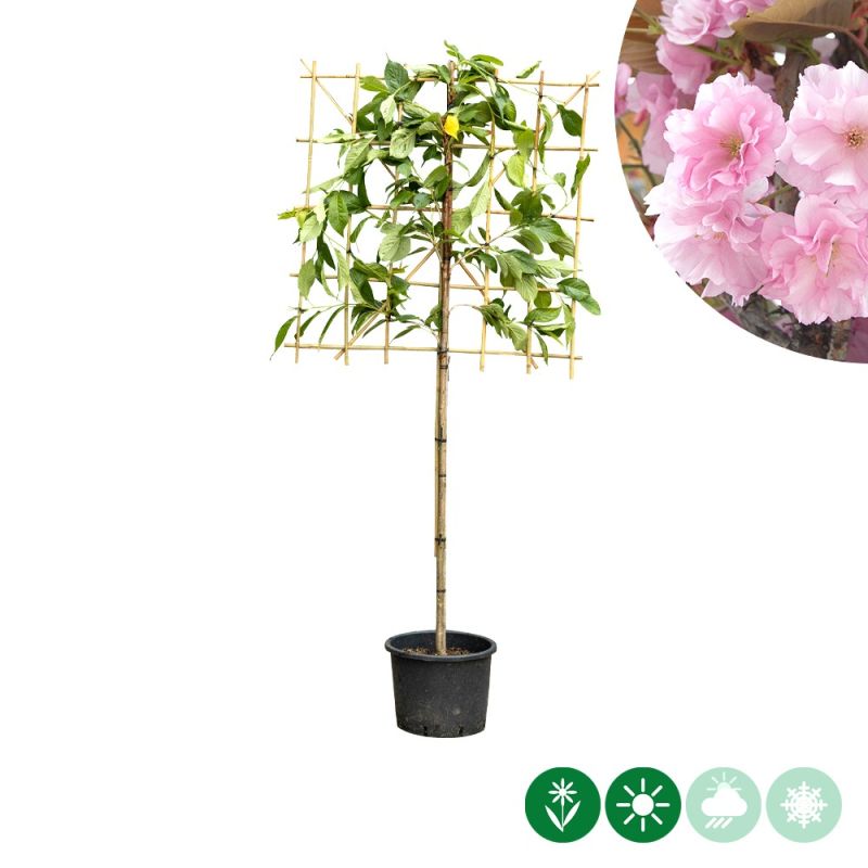 Prunus serrulata - leiboom laagstam