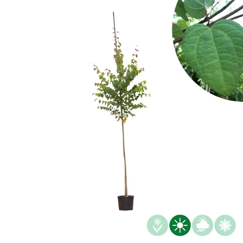 Cercidiphyllum japonicum