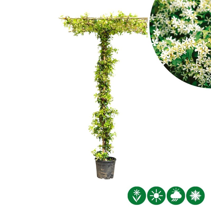 Trachelospernum jasminoides - dakboom