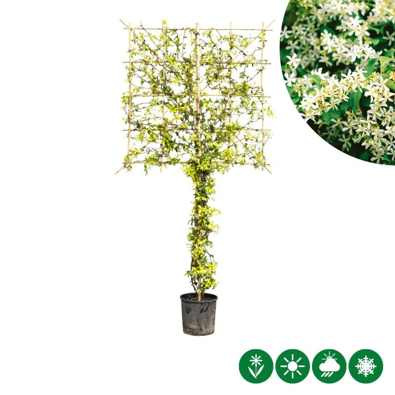 Trachelospernum jasminoides - leiboom