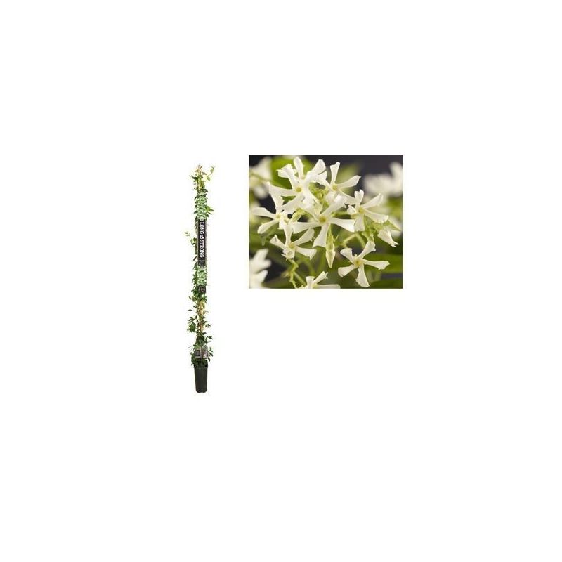 Trachelospermum jasminoides XXXL