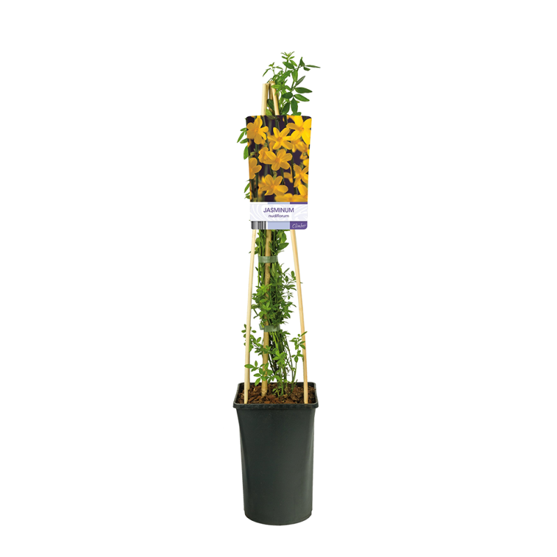 Jasminum nudiflorum