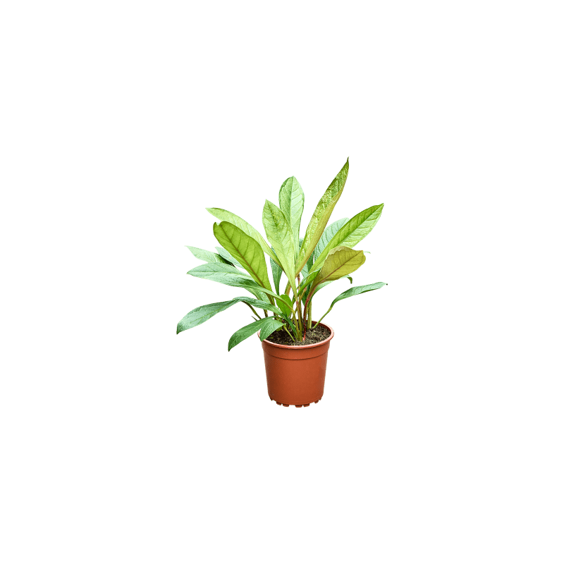 Anthurium jenmanii