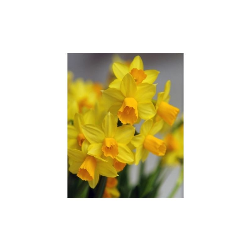 Narcissus Jetfire - 100 stuks