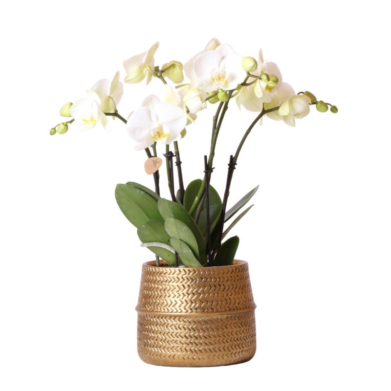 Orchidee Wit in Industrieel goud
