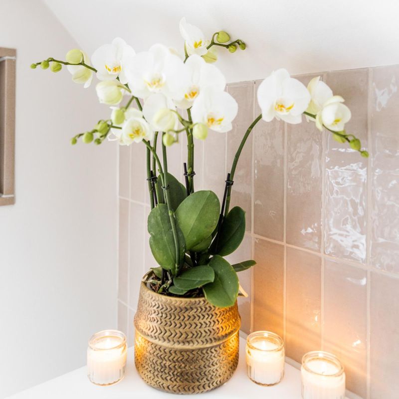 Orchidee Wit in Industrieel goud