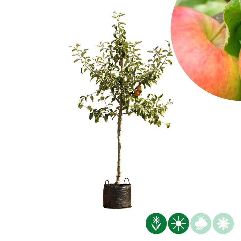 Malus Jonagold - halfstam