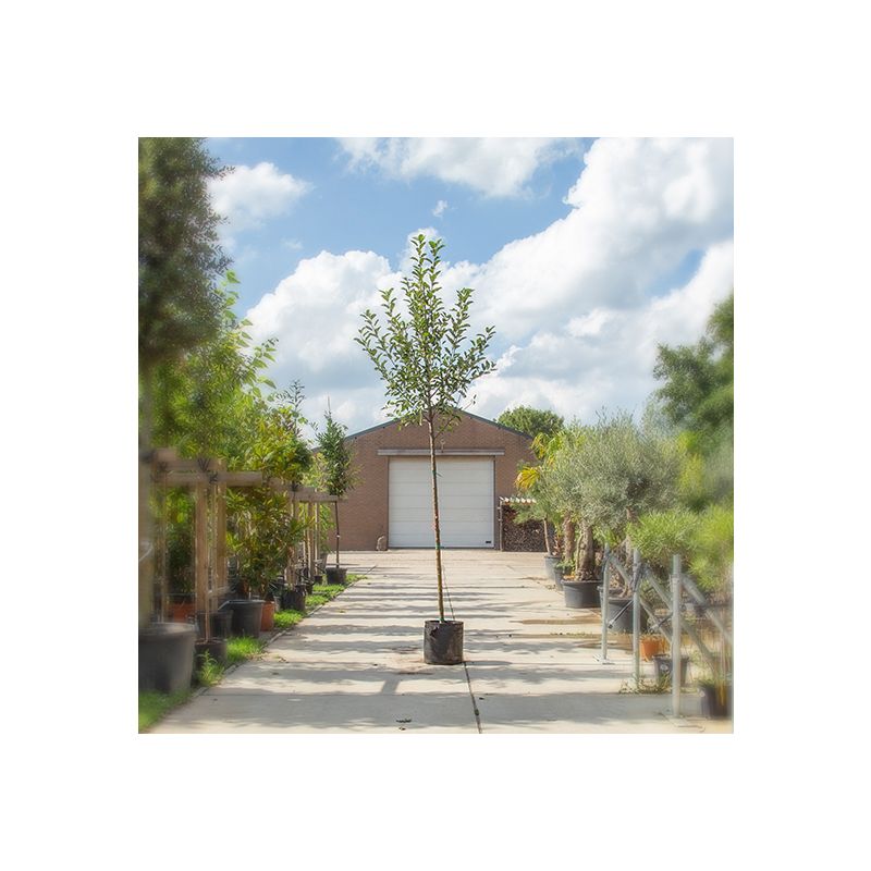 Malus Jonagold - hoogstam