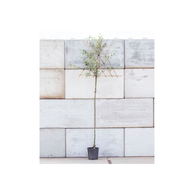 Malus Jonagold - leiboom hoogstam