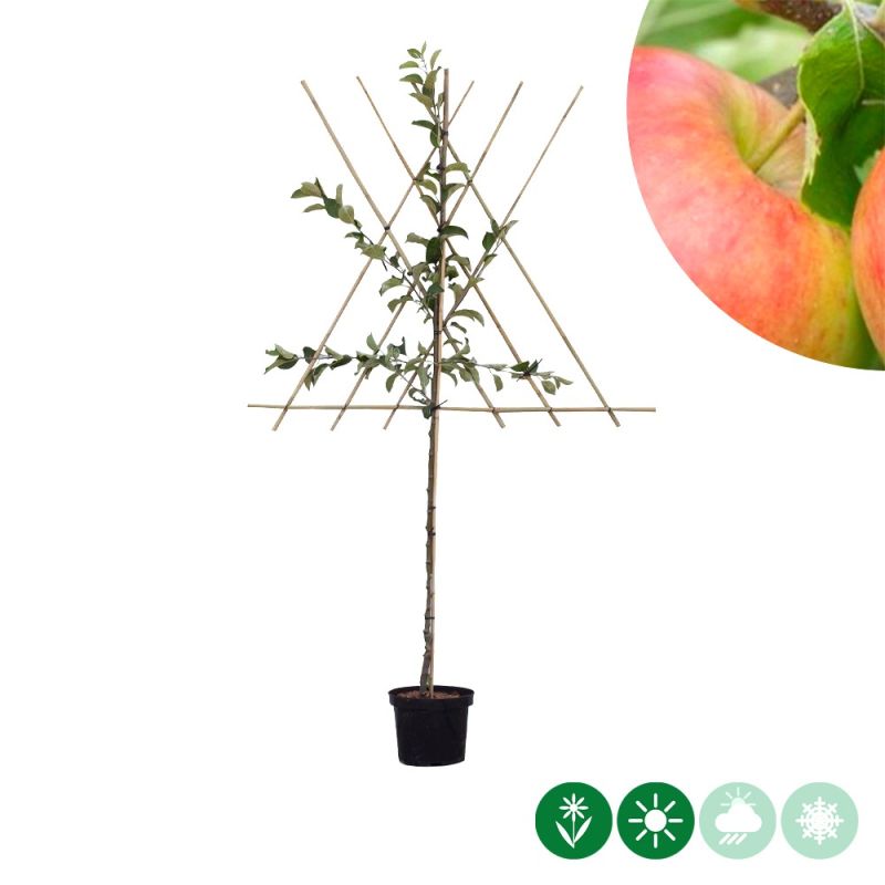 Malus Jonagold - leiboom laagstam