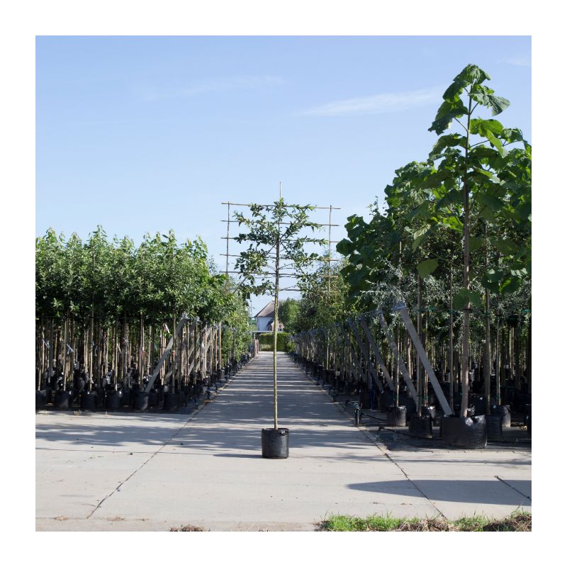 Malus Jonagold - leiboom