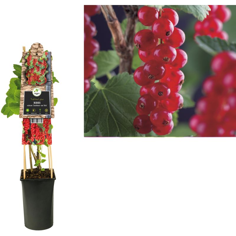 Ribes Jonkheer Van Tets