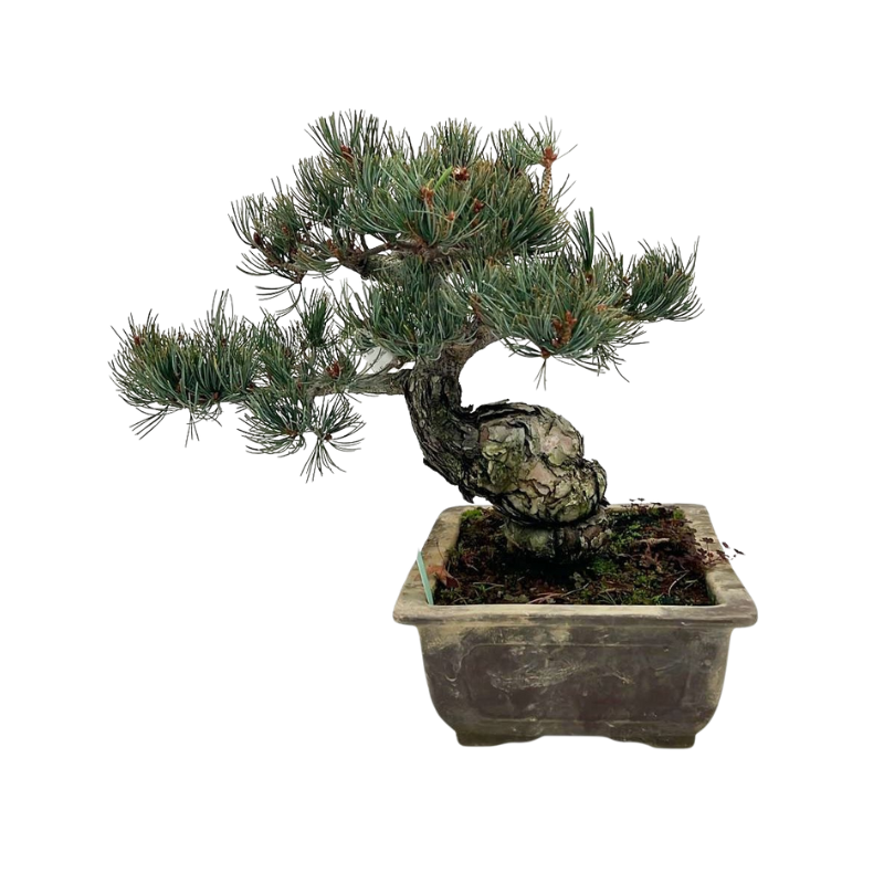 Pinus parviflora - bonsai S