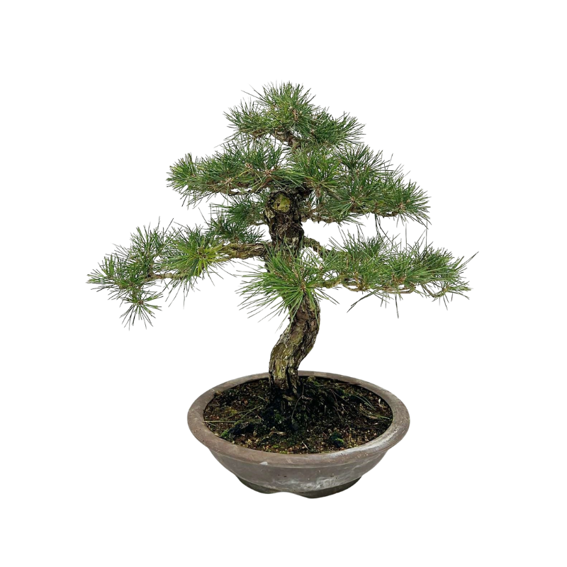 Pinus parviflora - bonsai