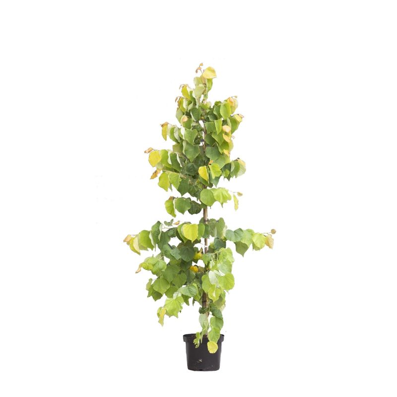 Cercis Canadensis Hearts of Gold