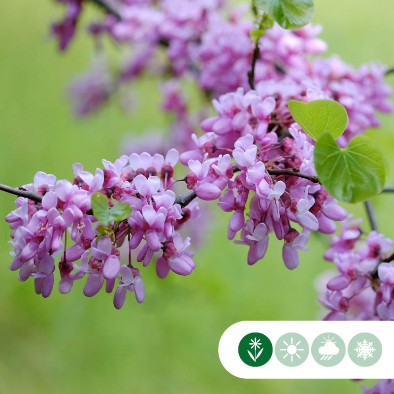Cercis canadensis - meerstammig