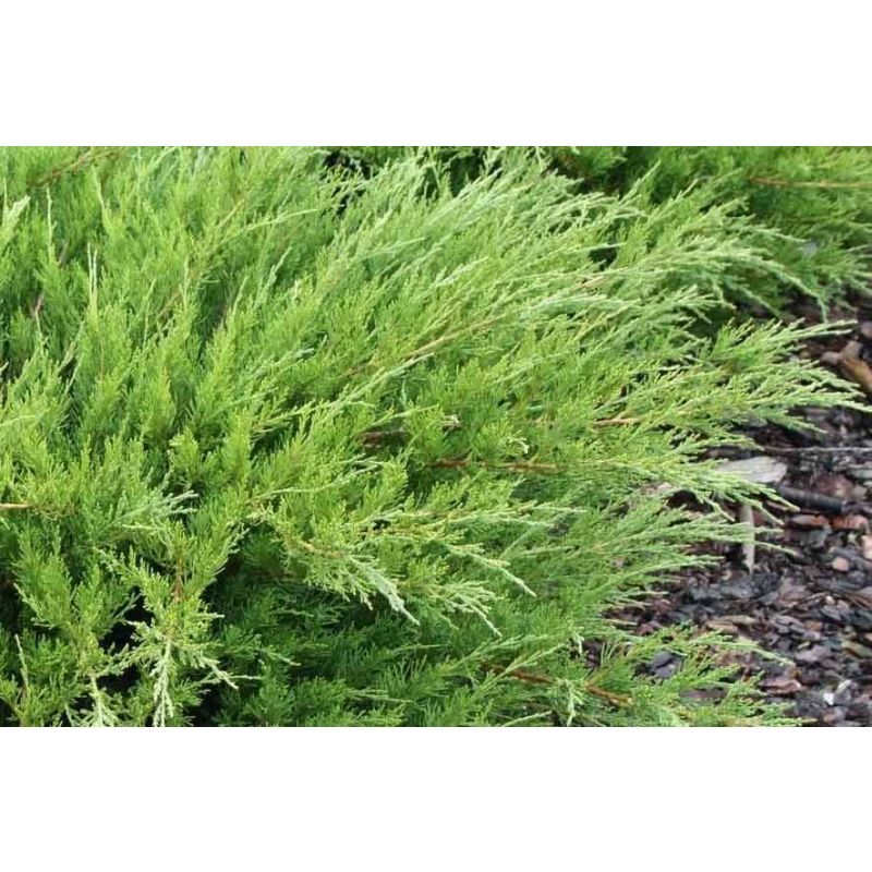 Juniperus pfitzeriana 'Mint Julep'