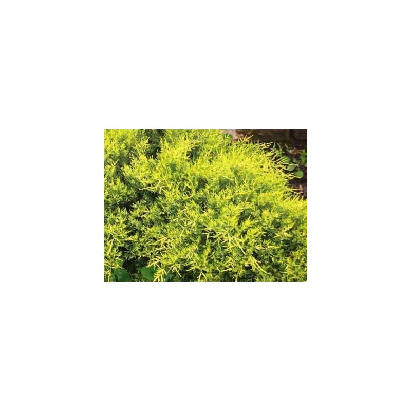 Juniperus pfitzeriana 'Old Gold'