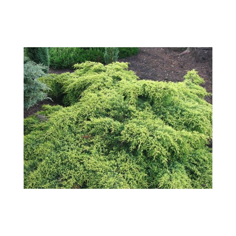 Juniperus pfitzeriana 'Old Gold'