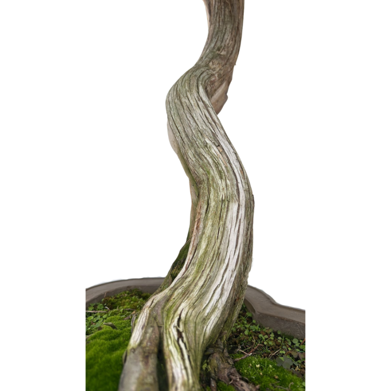 Juniperus chinensis - bonsai