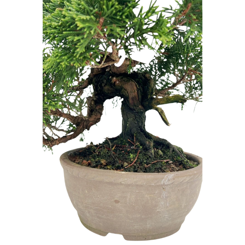 Juniperus chinensis - bonsai