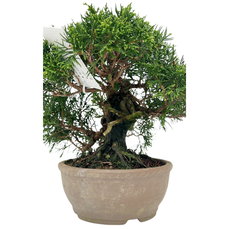 Juniperus chinensis - bonsai