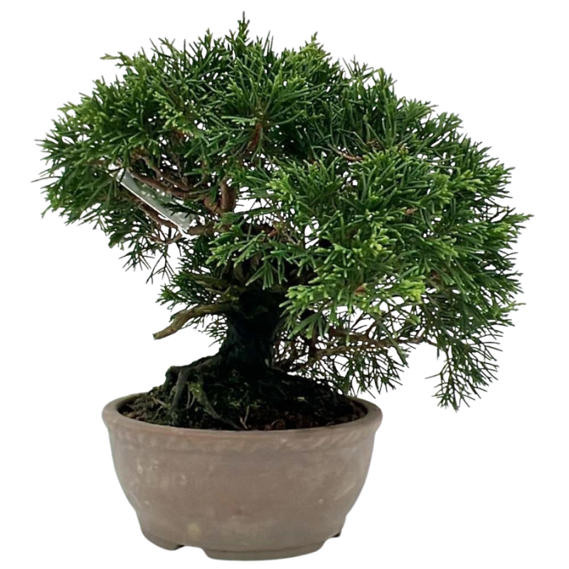 Juniperus chinensis - bonsai
