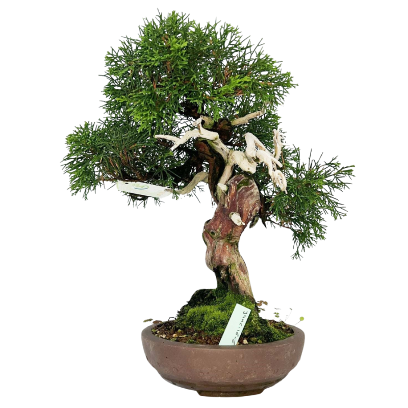 Juniperus chinensis - bonsai