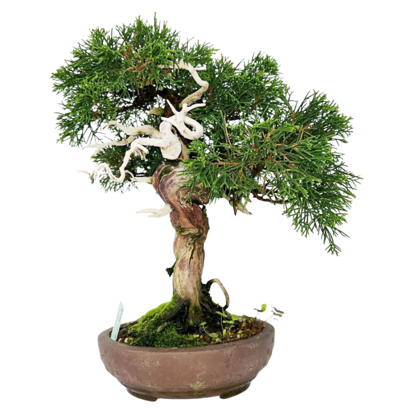 Juniperus chinensis - bonsai