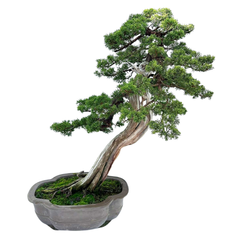 Juniperus chinensis - bonsai