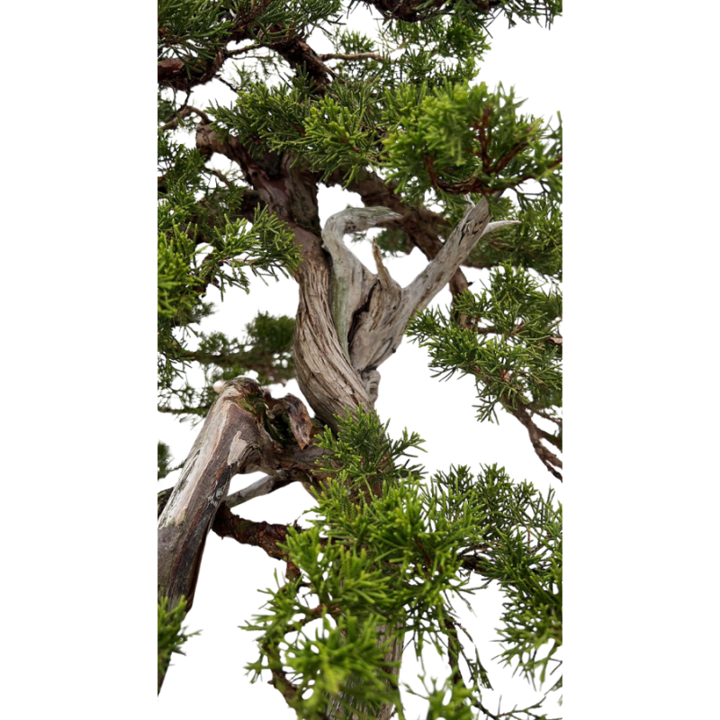 Juniperus chinensis - bonsai