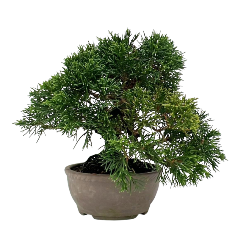 Juniperus chinensis - bonsai