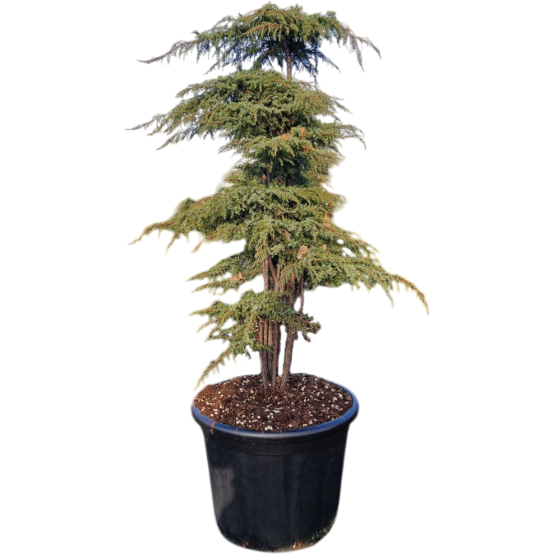 Juniperus Green Carpet - pon pon