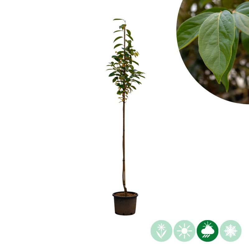 Diospyros Rojo Brilliante